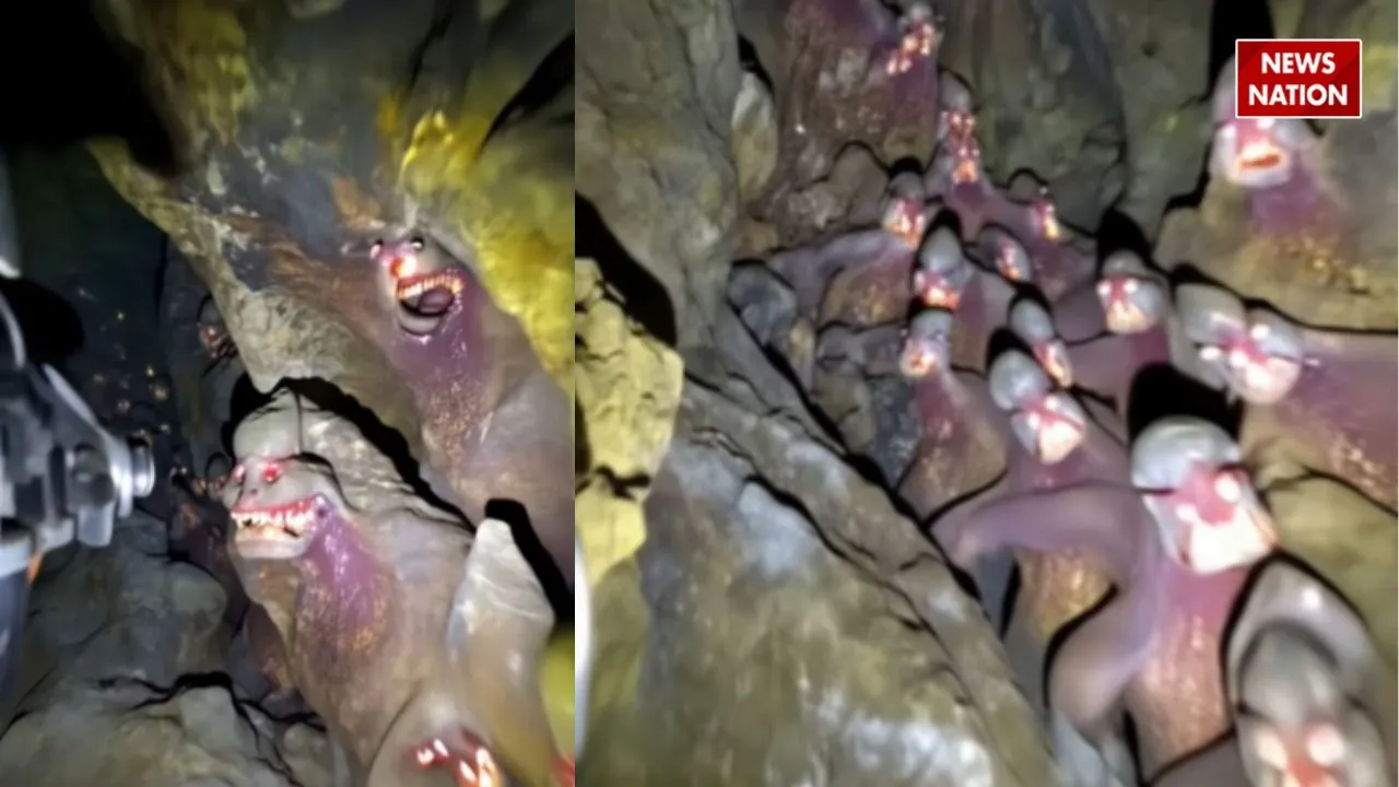 VIRAL VIDEO WERIDO