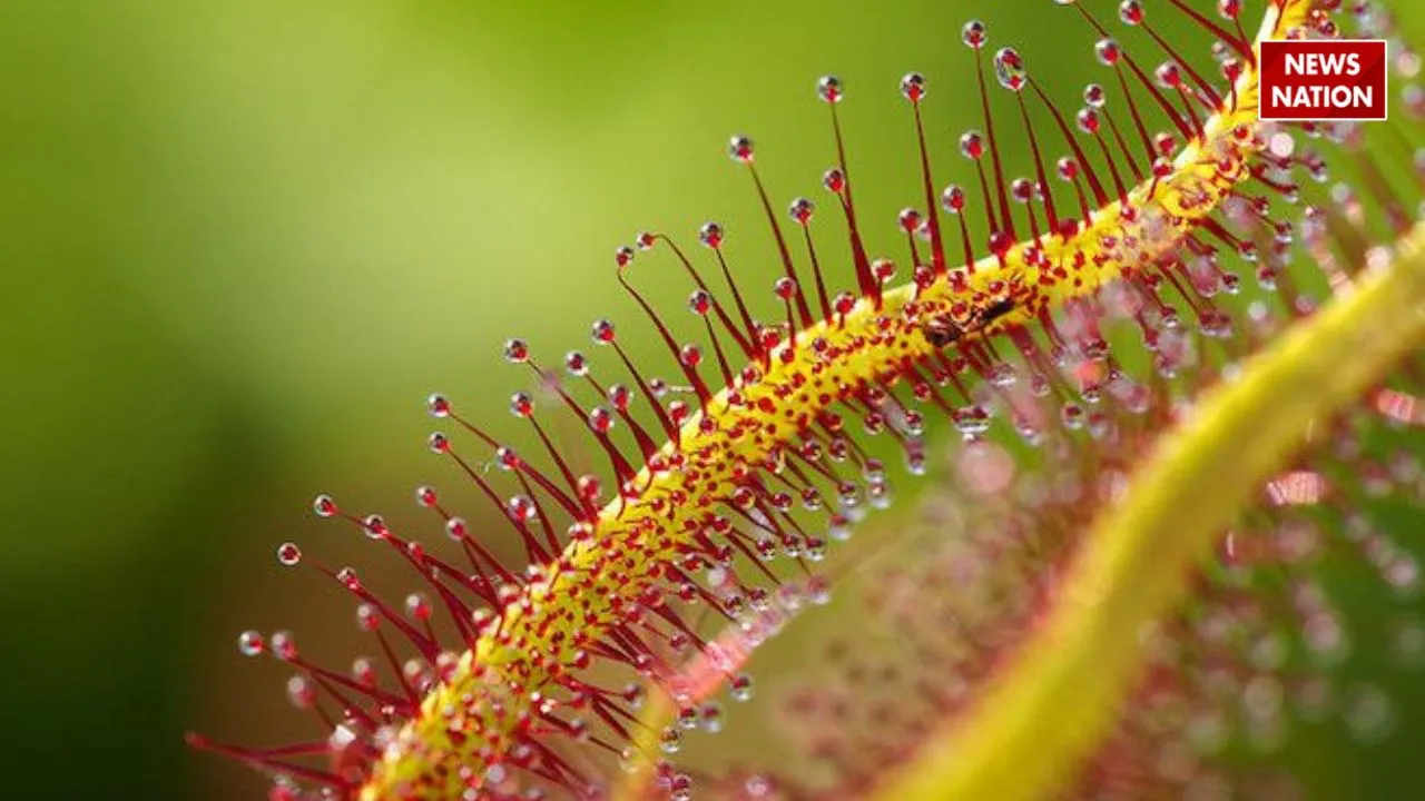 sundew plants