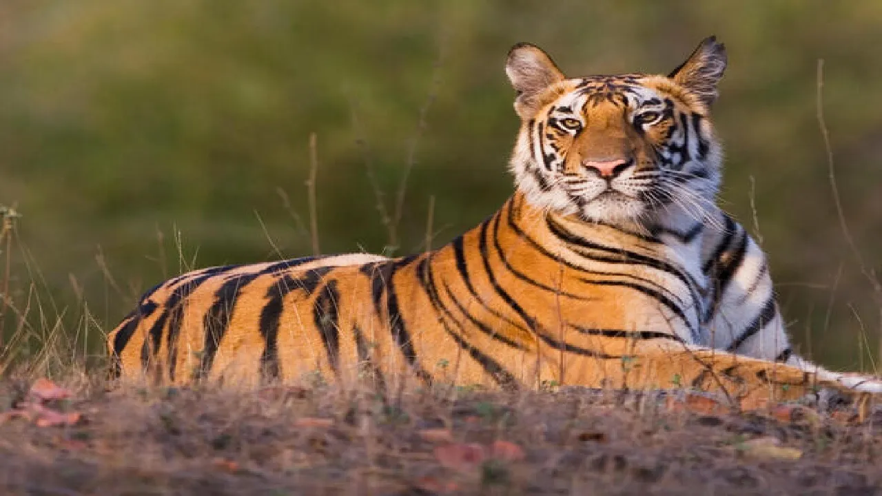 lucknow Tiger