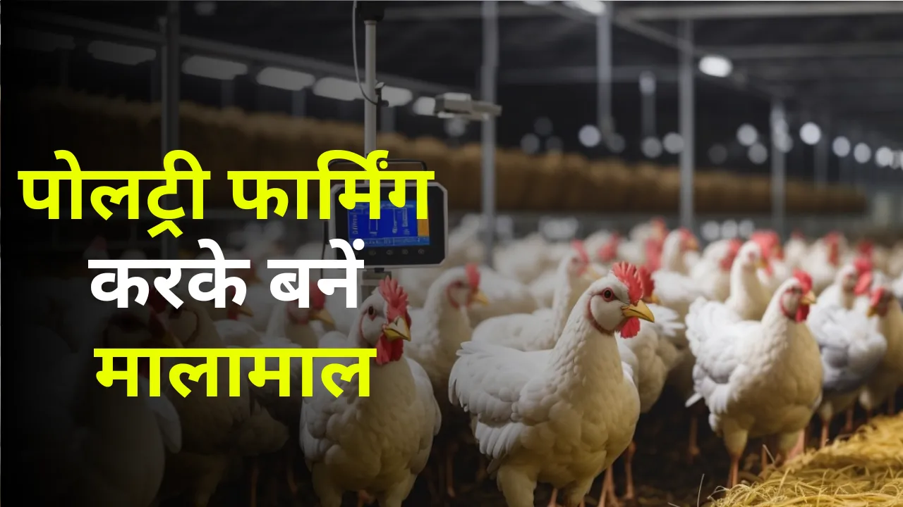 Start Poultry Farming nine lakhs rupees loan