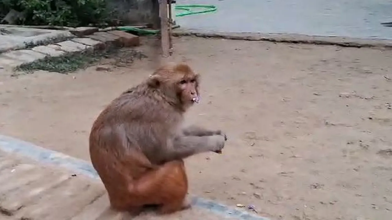 viral monkey 