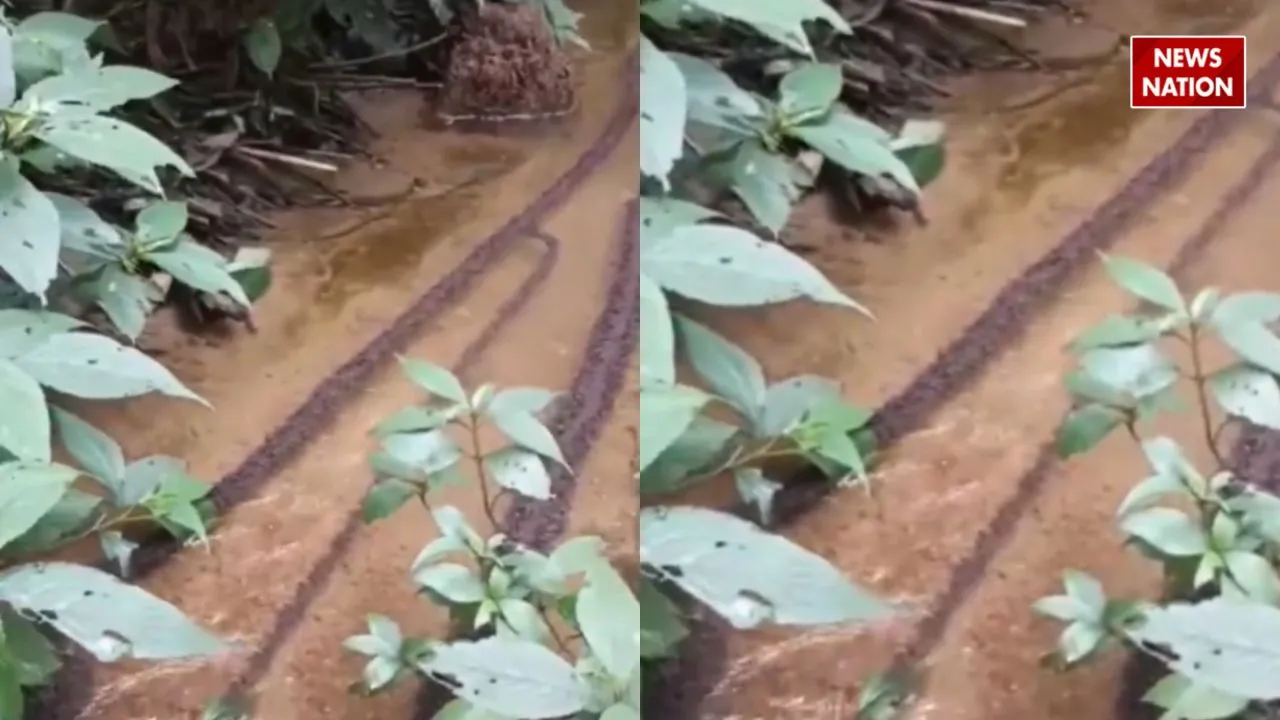 ant make bridge