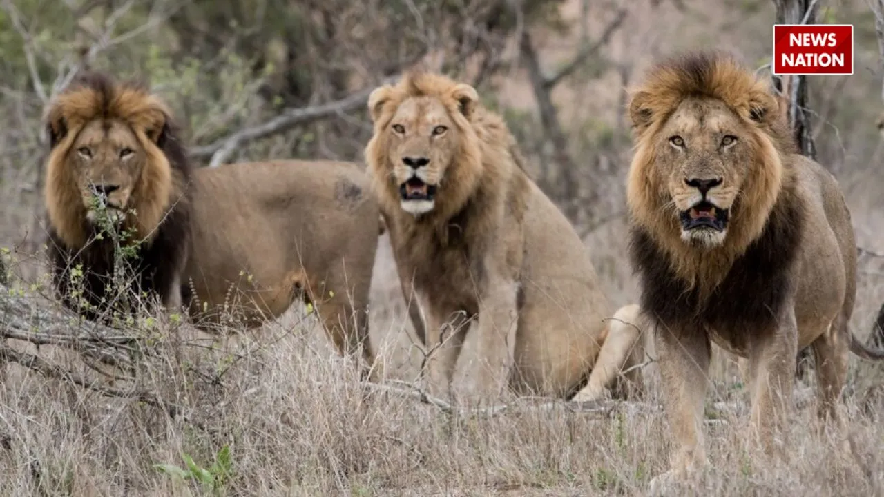 lions attack video 
