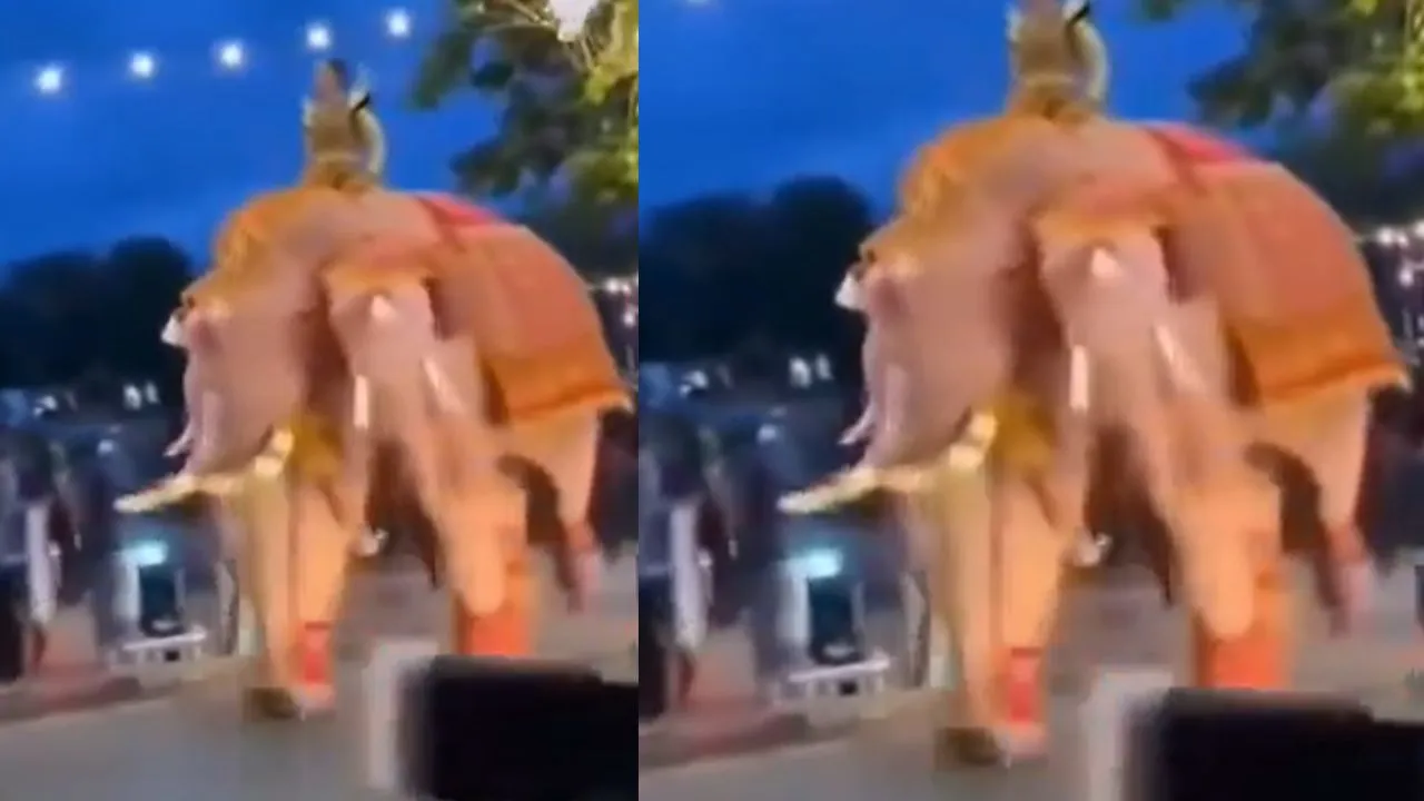 viral news elephant three heads