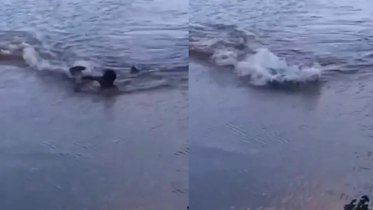 crocodile attack