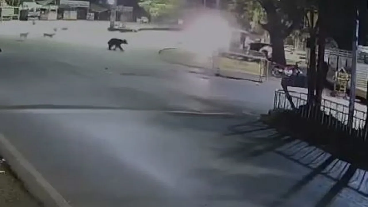 bear