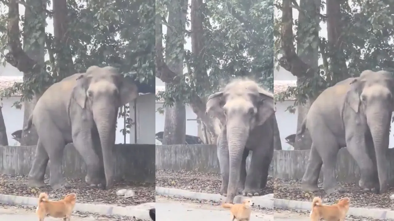 Viral hathi attack video