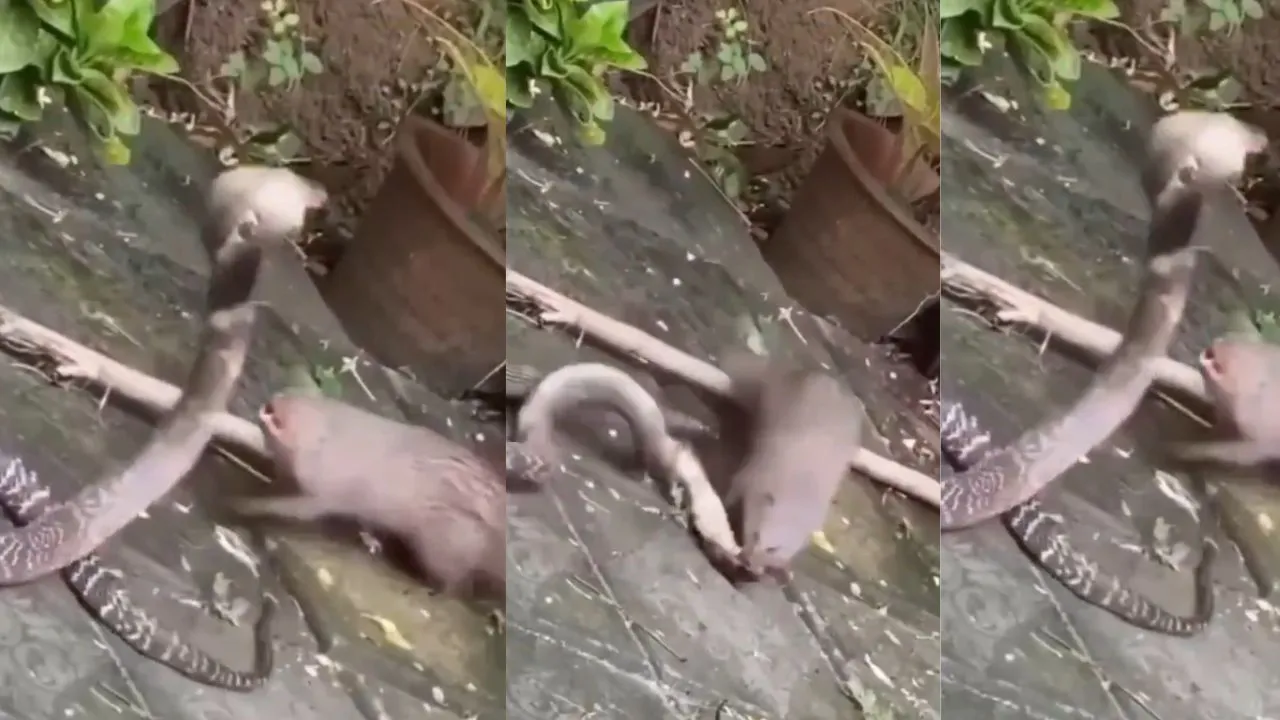 fight between snake and mongoose