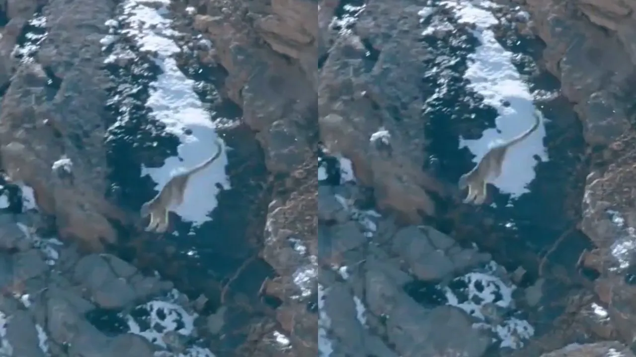 Viral snow leopard