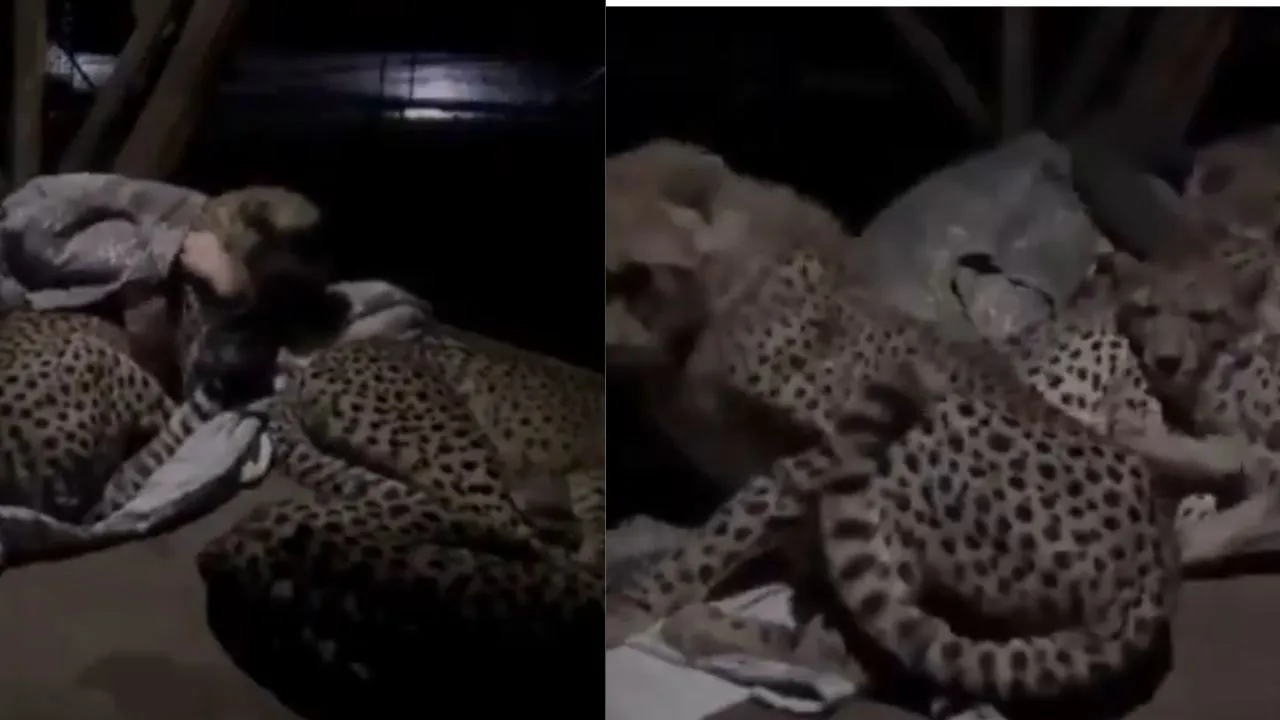 Viral Cheetah Wildlife Video