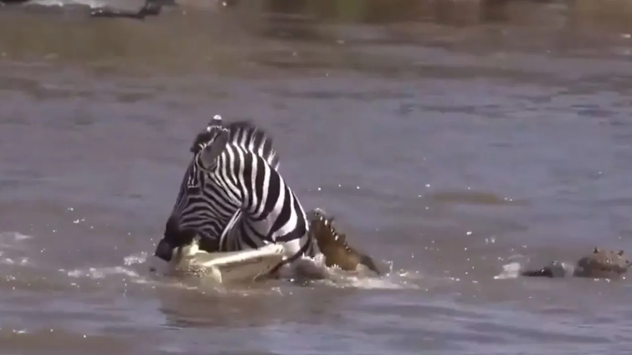 fight between zebra and crocodile