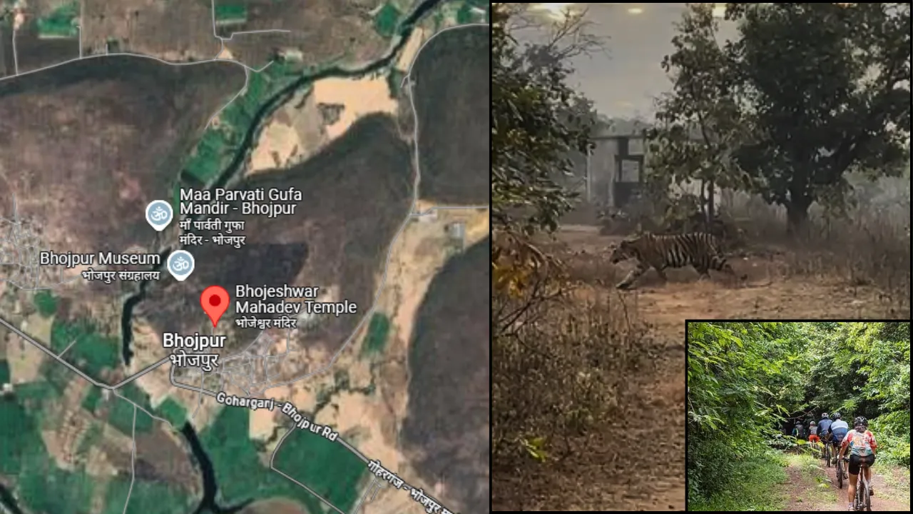 Tiger seen in front of cyclist in bhojpur temple mp  Viral video 