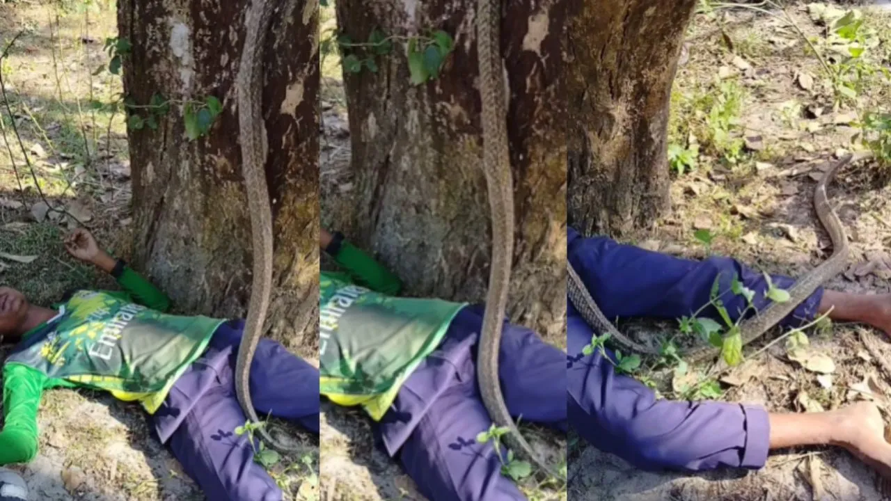 Viral video of snake with man