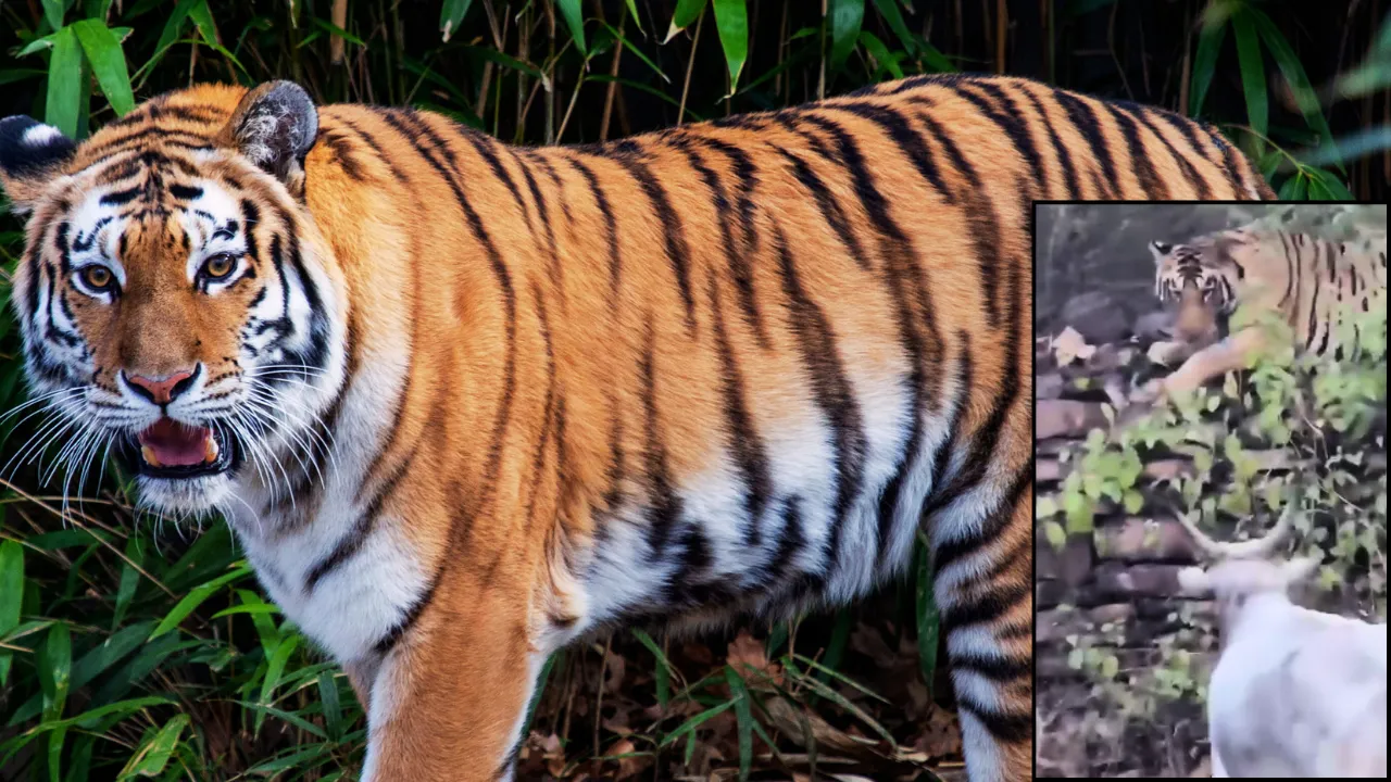 Panna Video Tiger attacked a 10 year old innocent boy madhya pradesh viral 