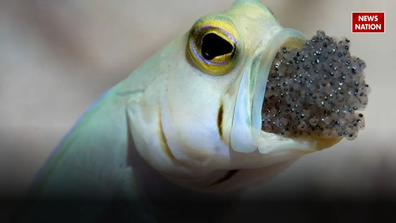 Mouth Breeding