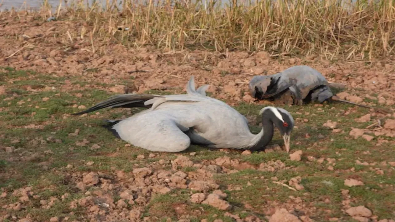 jaisalmer bird flu