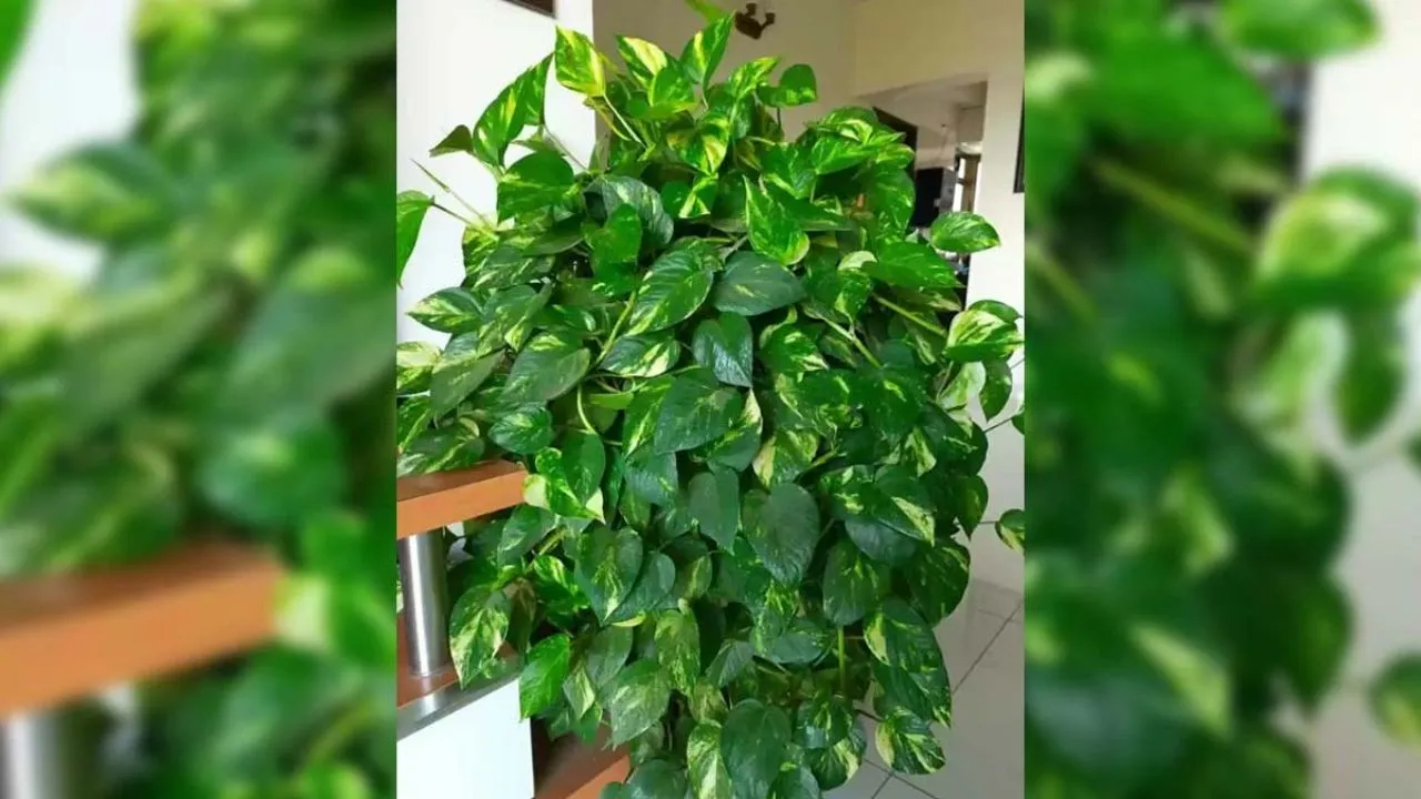 Money Plant Care Tips