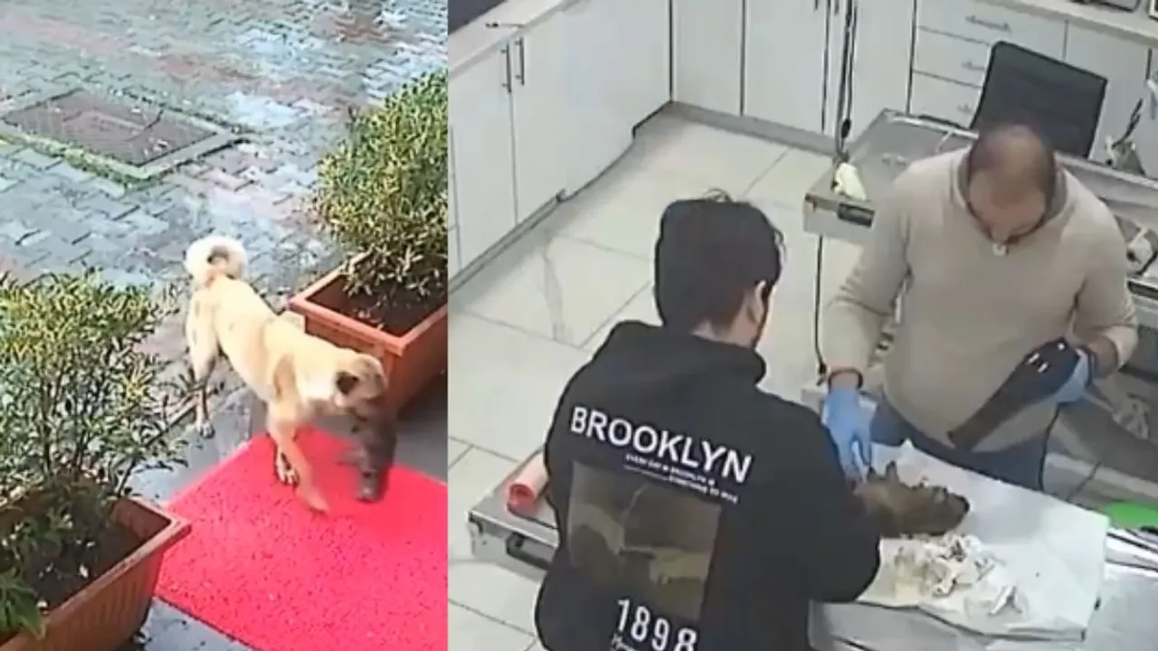 Viral Dog videos turkey .j