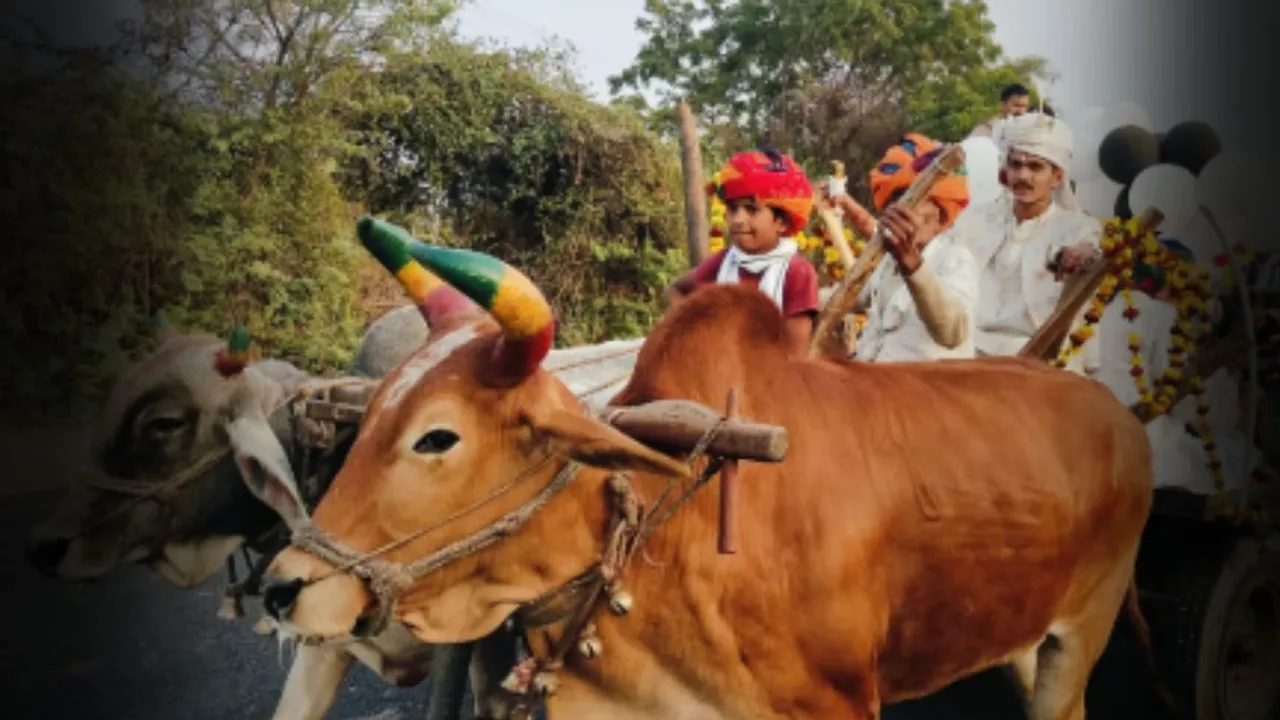 Bhilwara bullock carts in Rajasthan