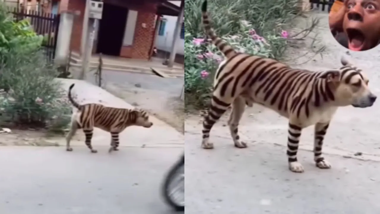 Viral dog video fun
