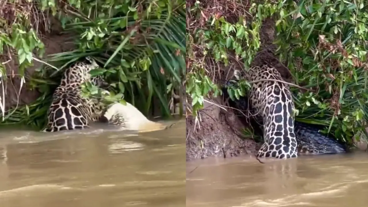 wildlife video Jaguar attack