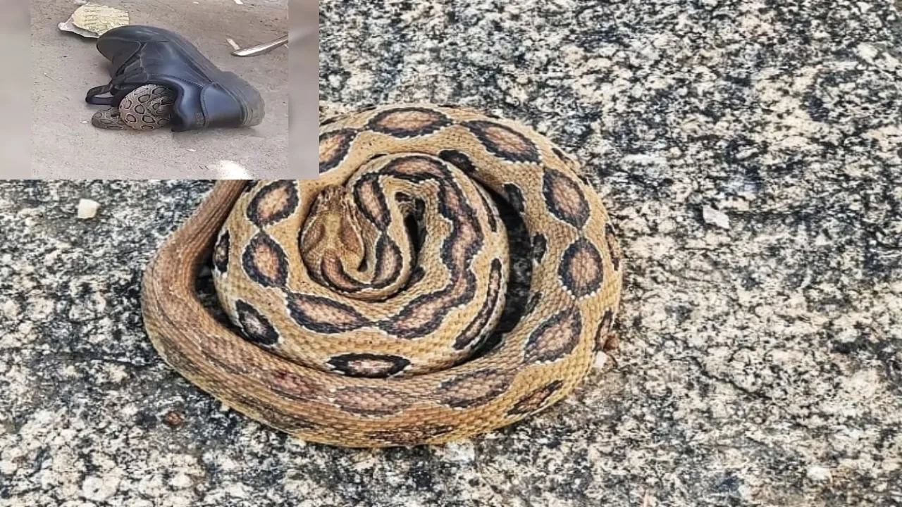 Bhopal snake found in shoes