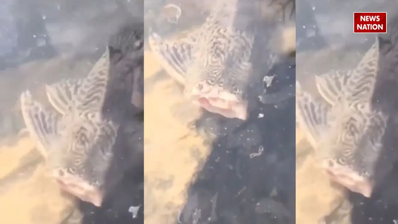 headless fish 