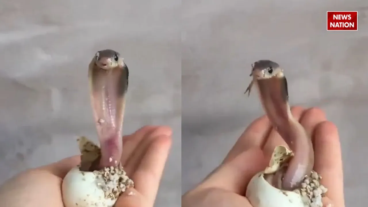 Viral Video cobra