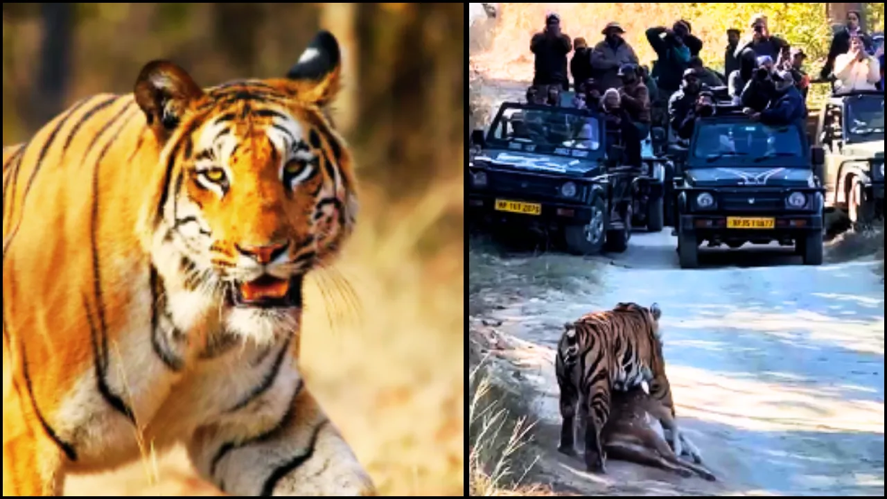 panna tiger hunted chital tourists