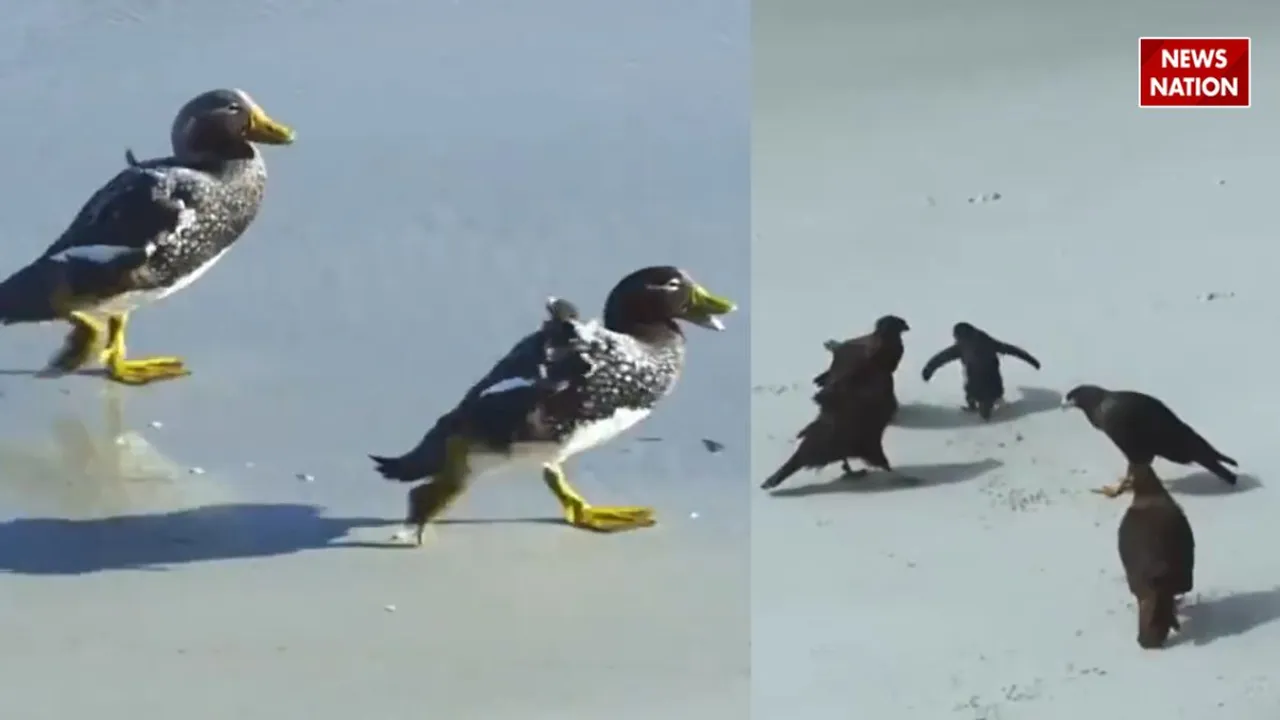 baby penguin Viral video