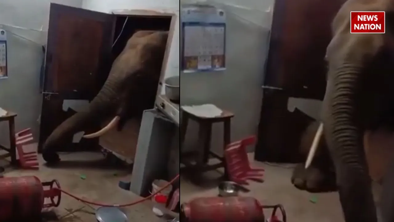 ELEPHANT ATTACK AT HOME VIRAL VIDEO