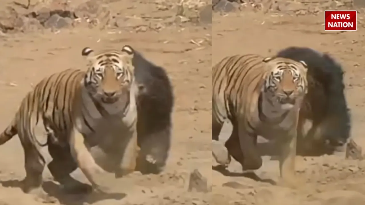Tiger vs Bear Fight
