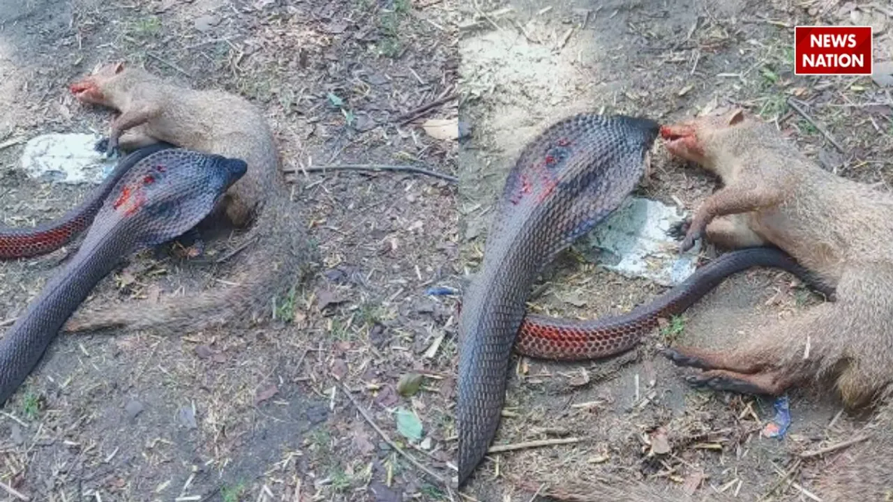 King Cobra Vs Mongoose