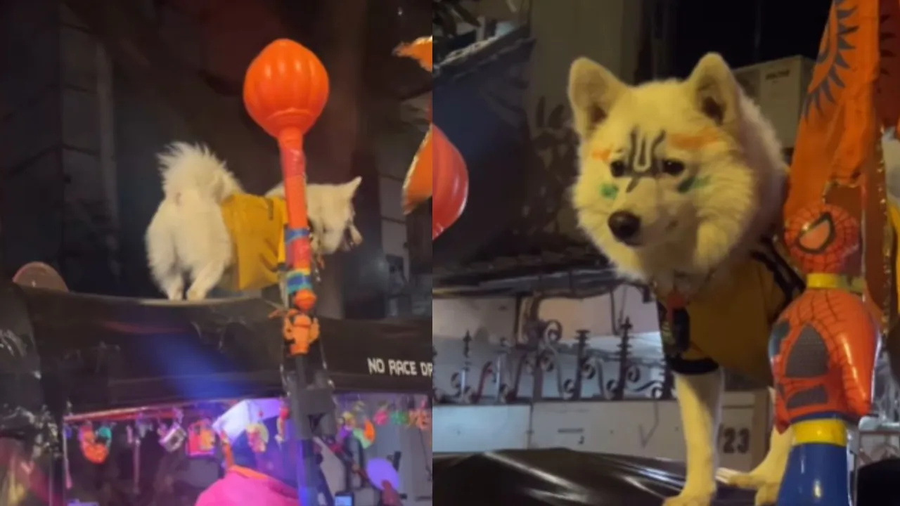 viral news king name dog video