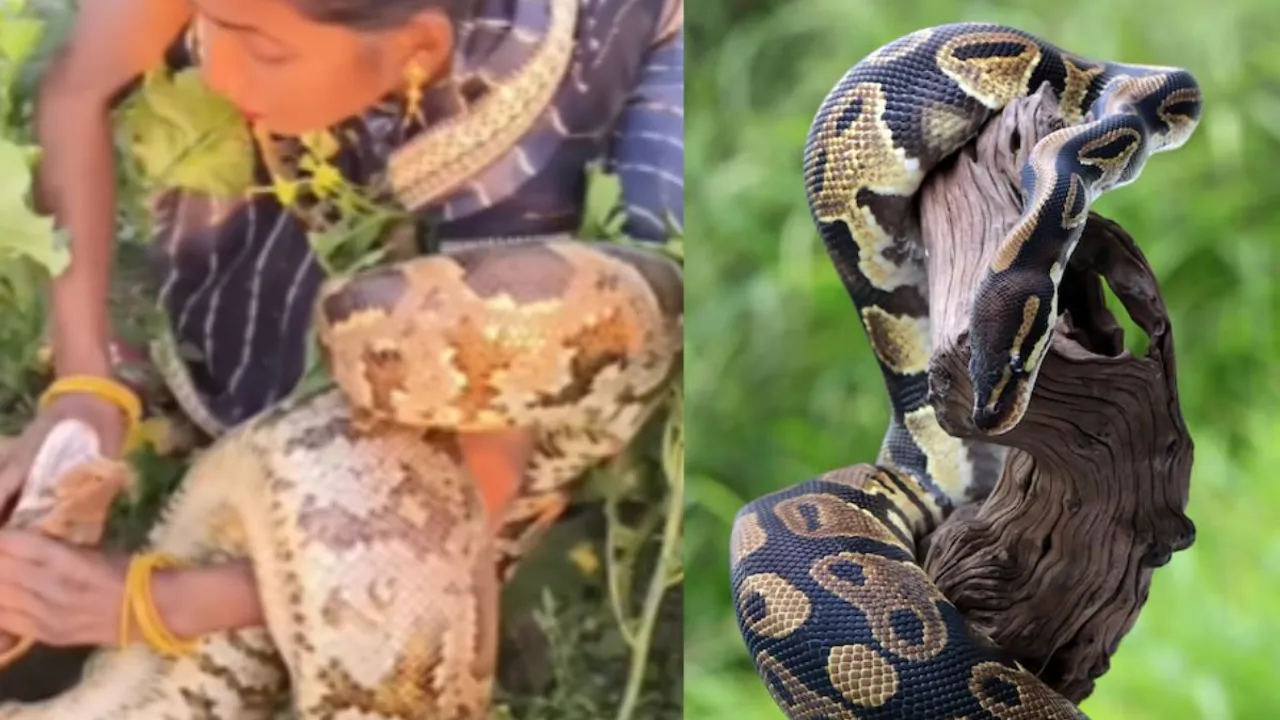 Viral python video