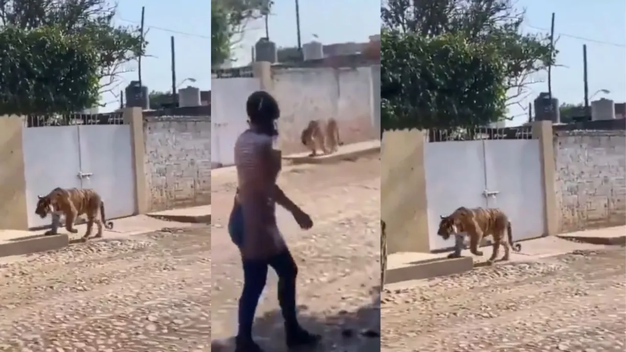 Viral tiger video social media