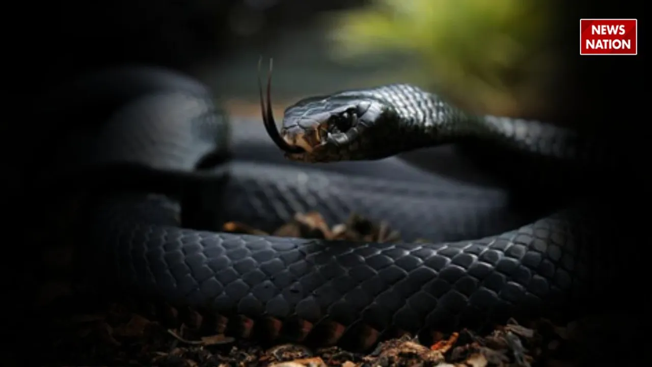 BLACK MAMBA VIRAL VIDEO