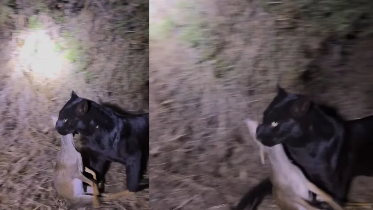 black panther viral video