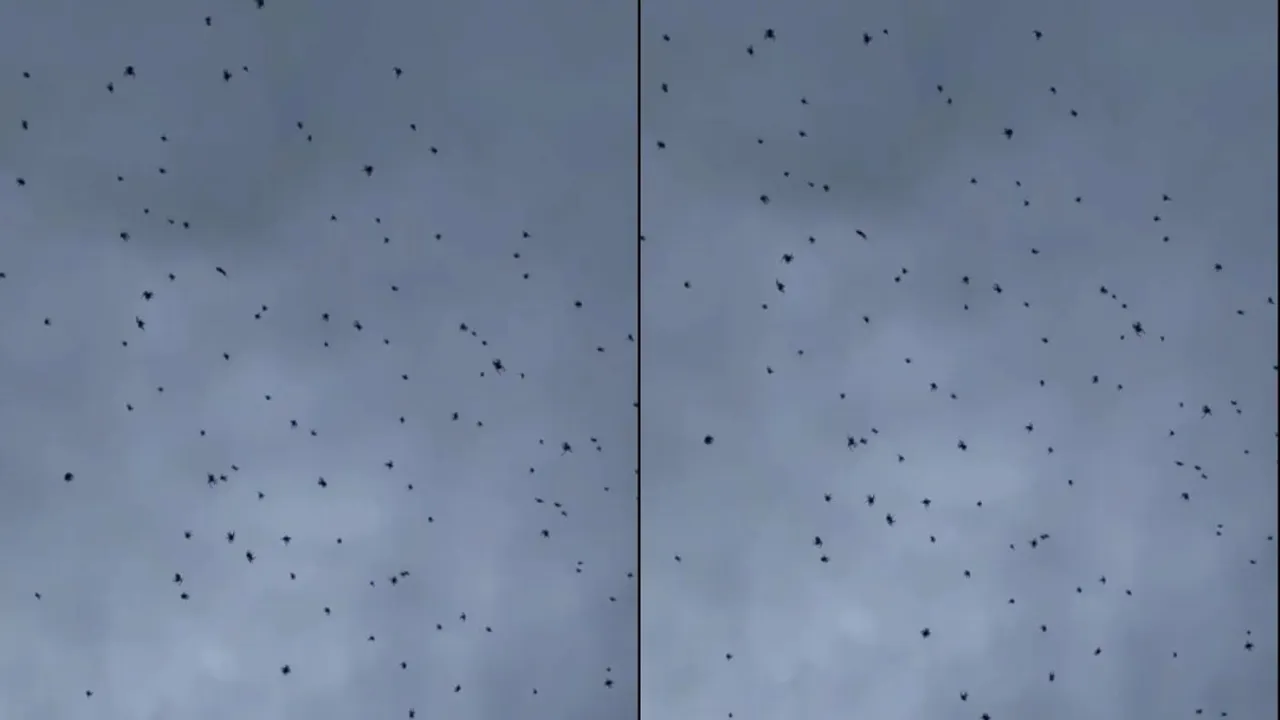 spiders attack