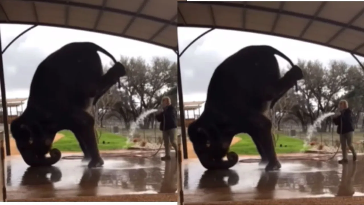 Viral hathi video social media