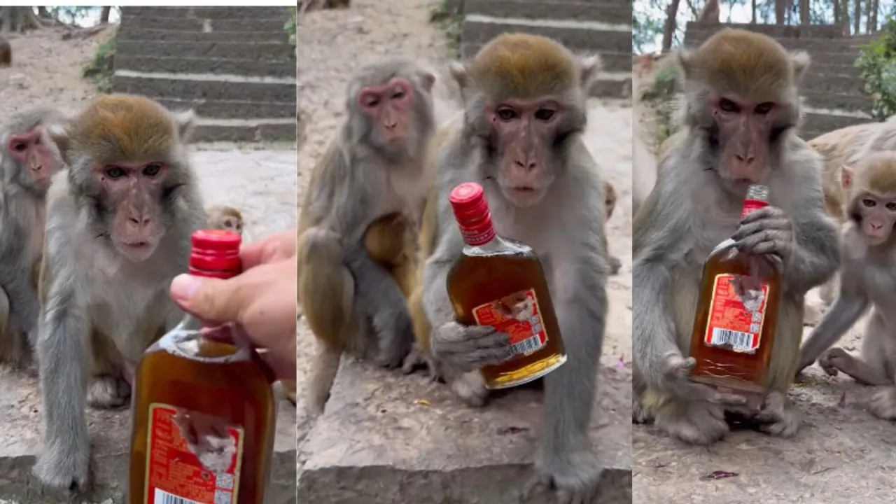monkey drink alcohol viral video