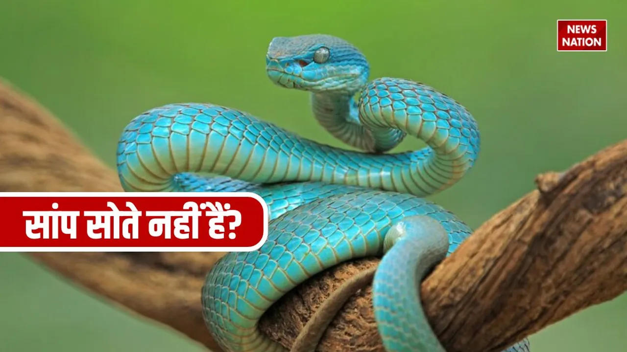 Does snakes sleep 