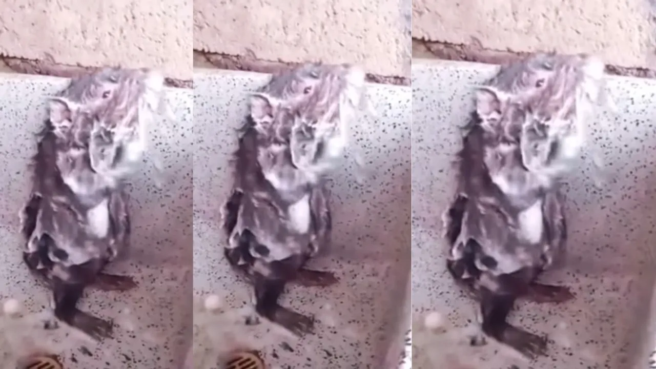 rat bathing 