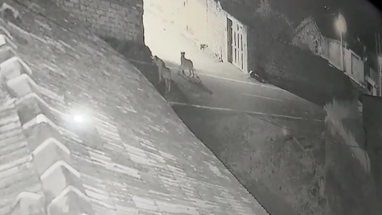 Tigers caught in cctv