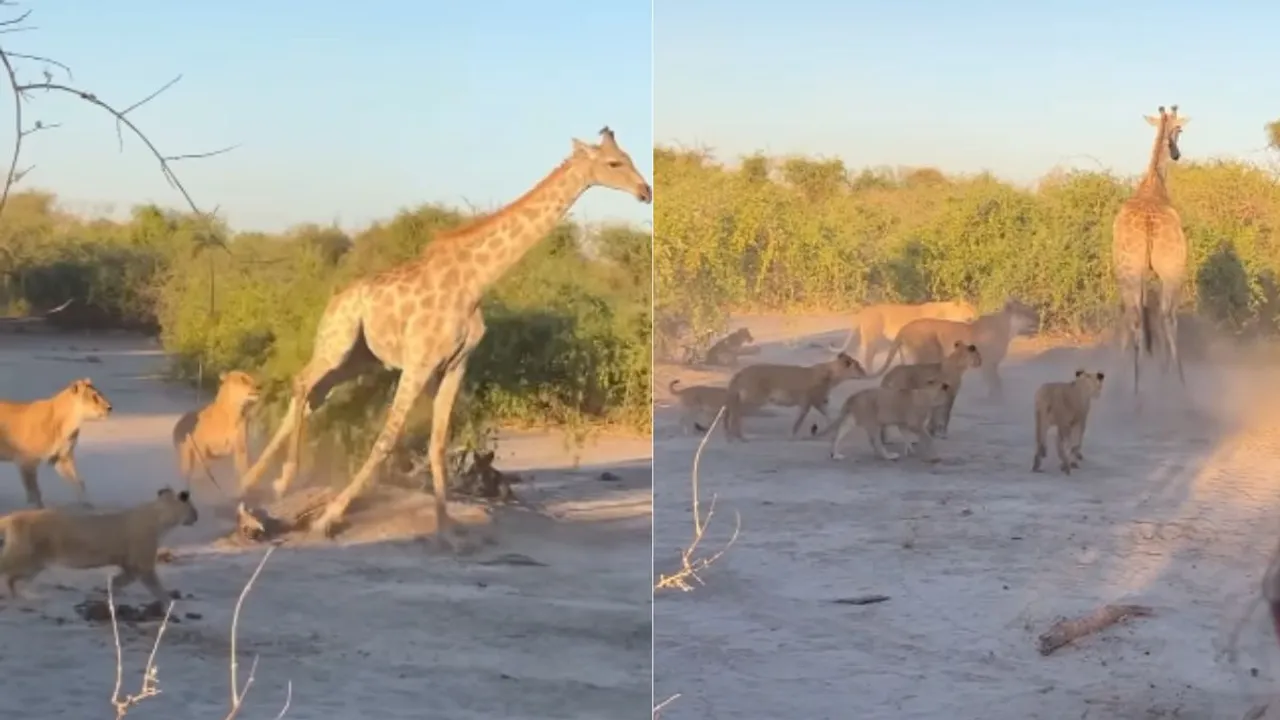 wildlife video 