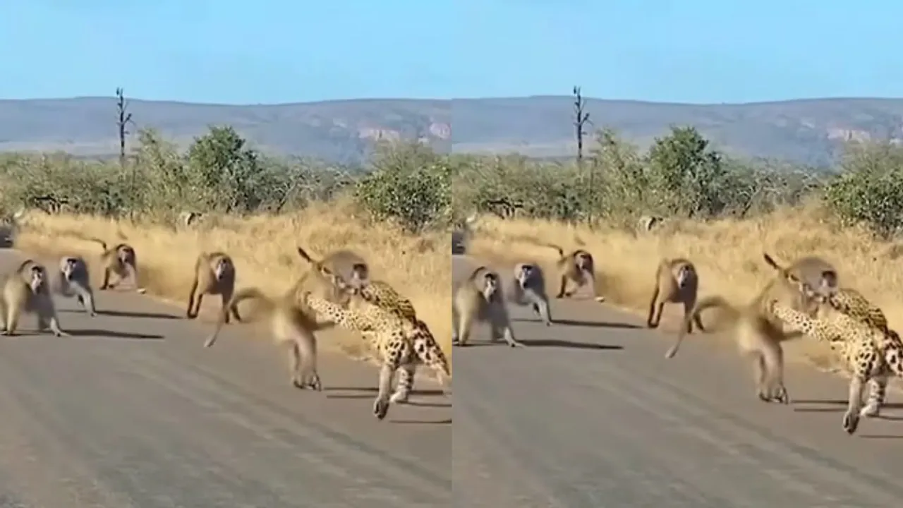 wildlife video trends