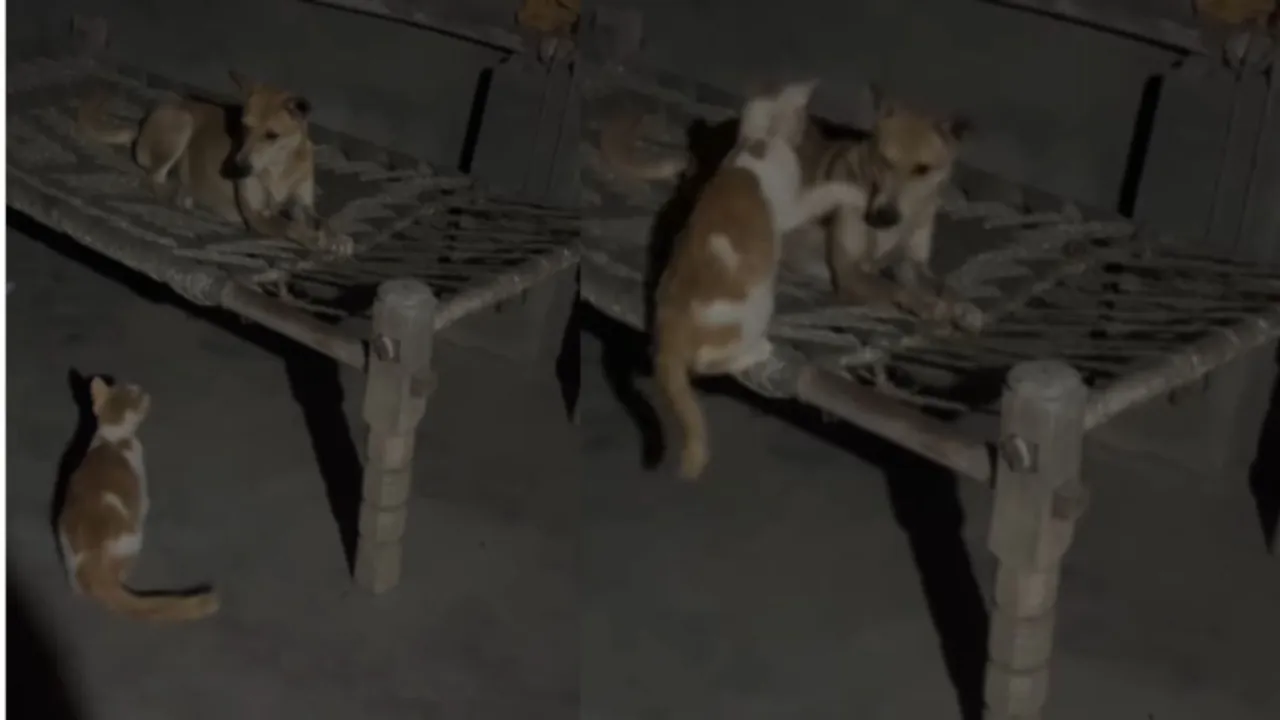 dog attacked vide