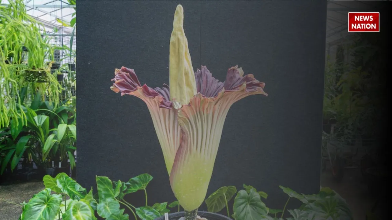 corpse flower