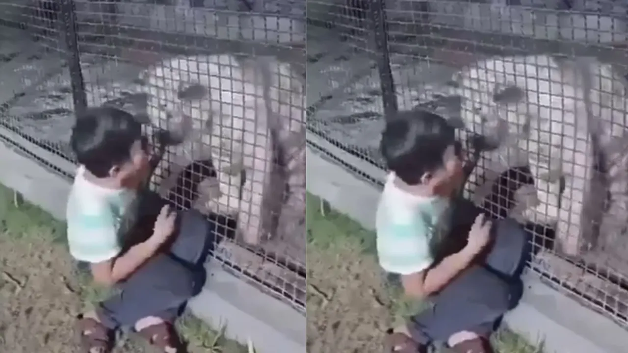 tiger attack video viral