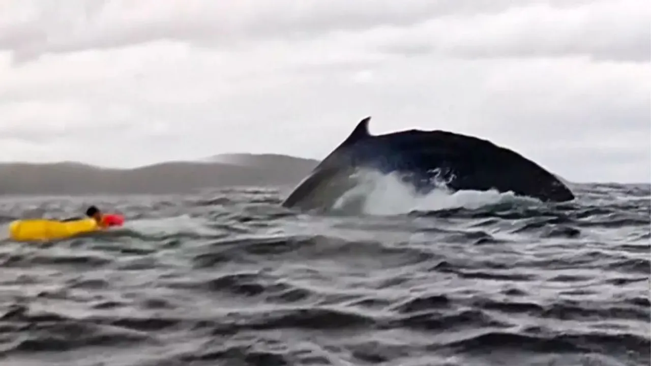 viral whale video social media